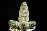 Tricocaulon cactiforme d 15 h 15 200-00 €